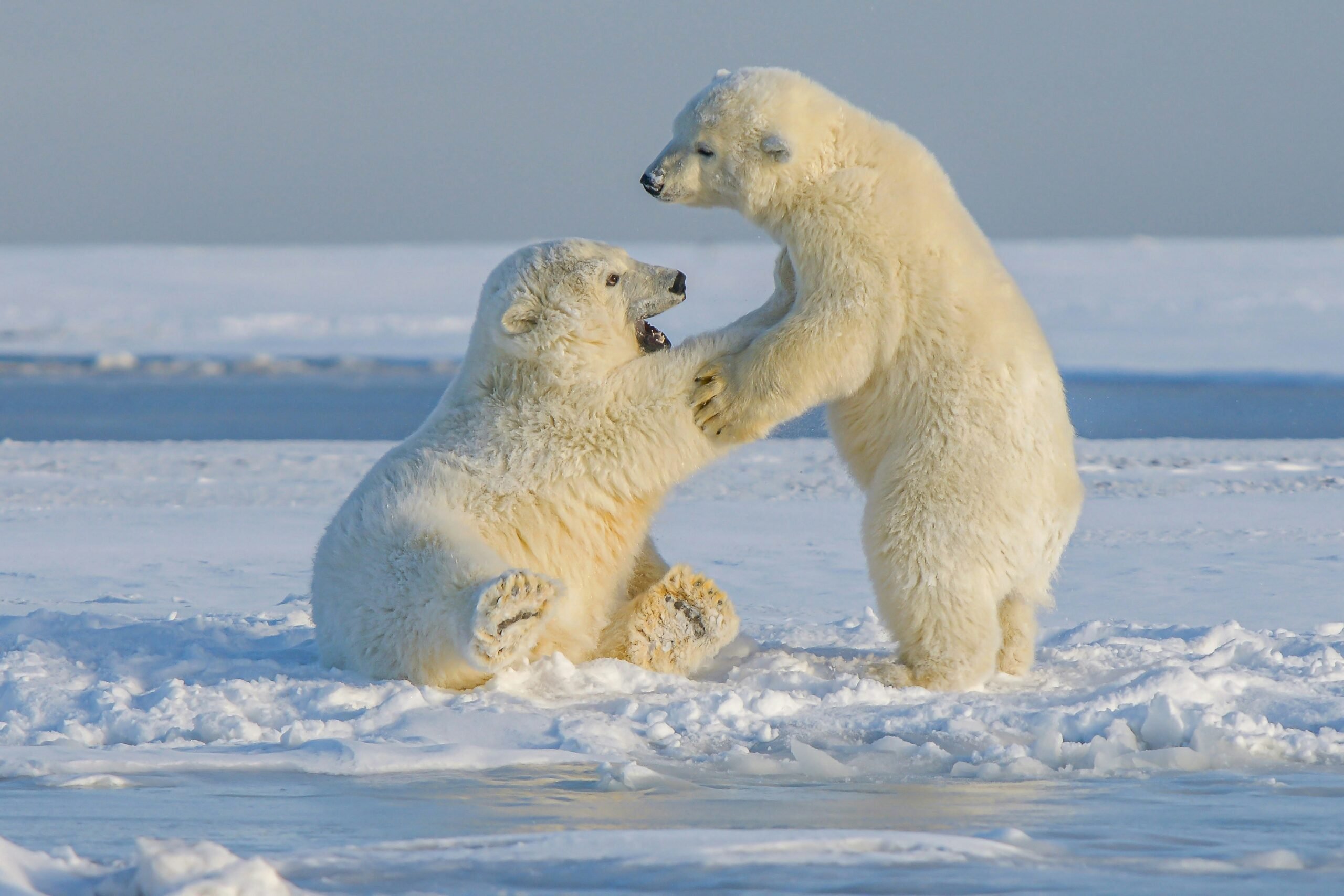 Polar bears cubs playing on the ice