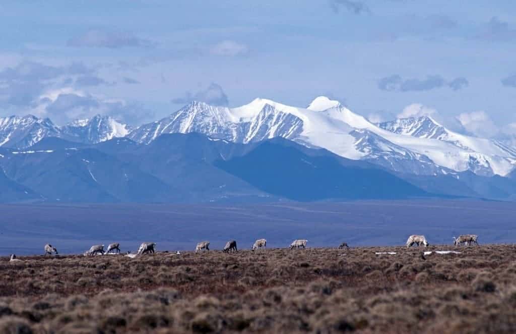 Caribou graze on the coastal plain of the arctic national wildlife refuge, with the brooks range as a backdrop. (usfws)