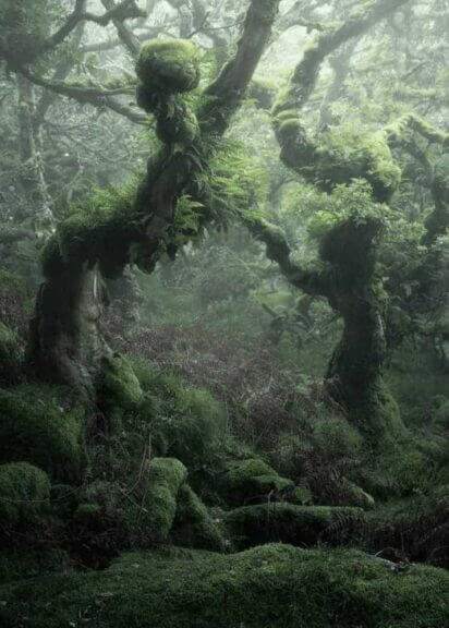 Old-growth forests nature photo of a forest with a little bit of fog