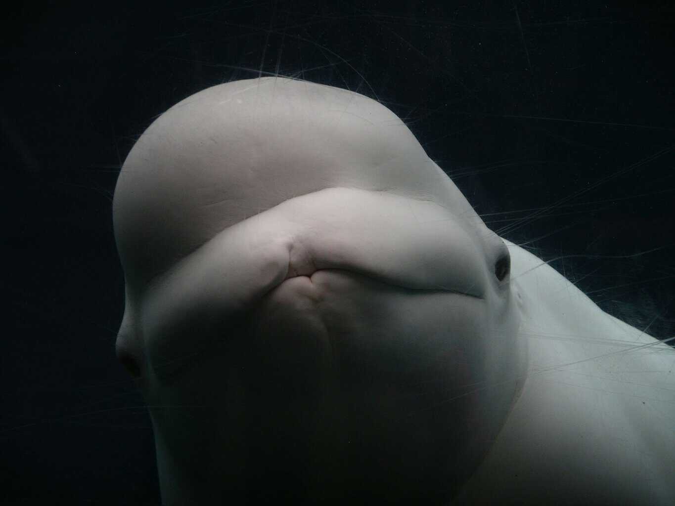 Oil alaska whales: an adorable beluga whale, happy that the judge saved him.
