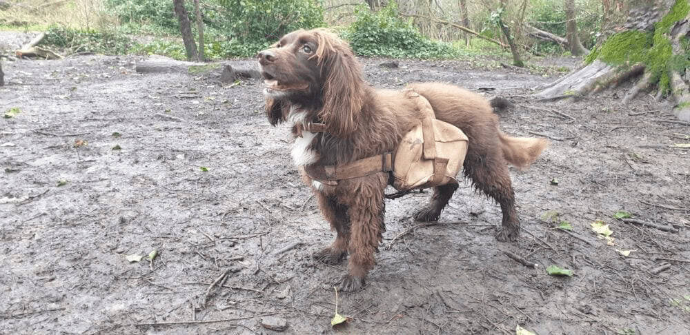 Brown dog wearing doggy bags full of seeds
