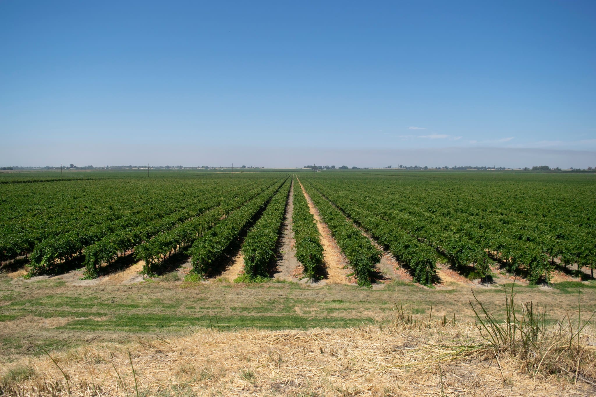 Health secretary becerra extreme heat: a vineyard