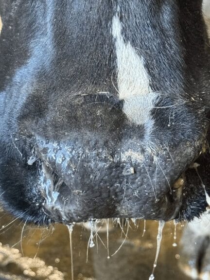 Closeup-snotty-cow-nose Bird flu studies on spread, closeup photo of a cow’s runny nose