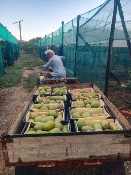 Man-driving-mango-filled-cart Man driving a cart full of mangos