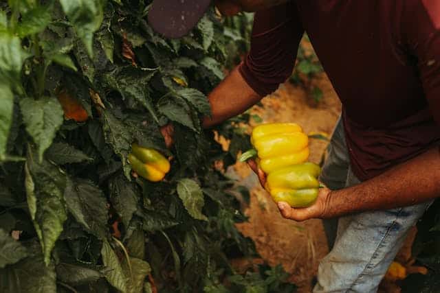 Man-picks-bell-peppers Mass deportation an immigrant farm worker picking bell peppers in a field