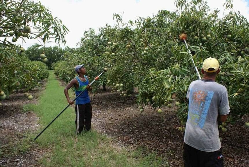 Mango-farm-workers Mangos mango farm workers