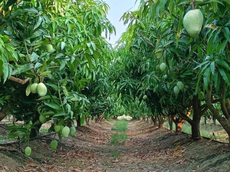 Mango-farm Mangos farm with dirt tracks where vehicles can drive among the trees.