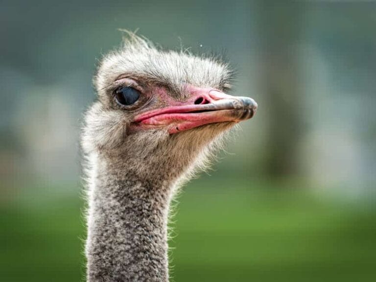 Linda mcmahon detailed close-up of an ostrich's face capturing vivid expressions and textures.