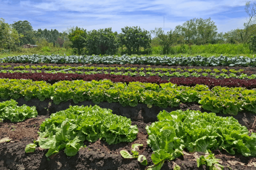 Vegetable garden