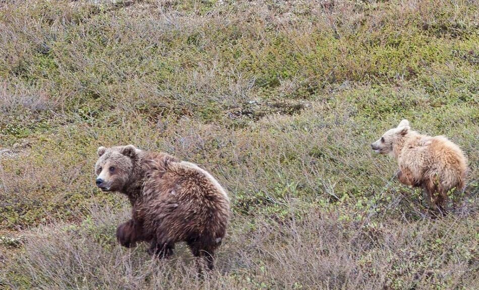 Brown bears alaska national petroleum reserve