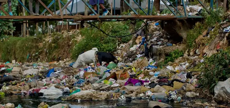 Goats feeding on plastic pollution in africa