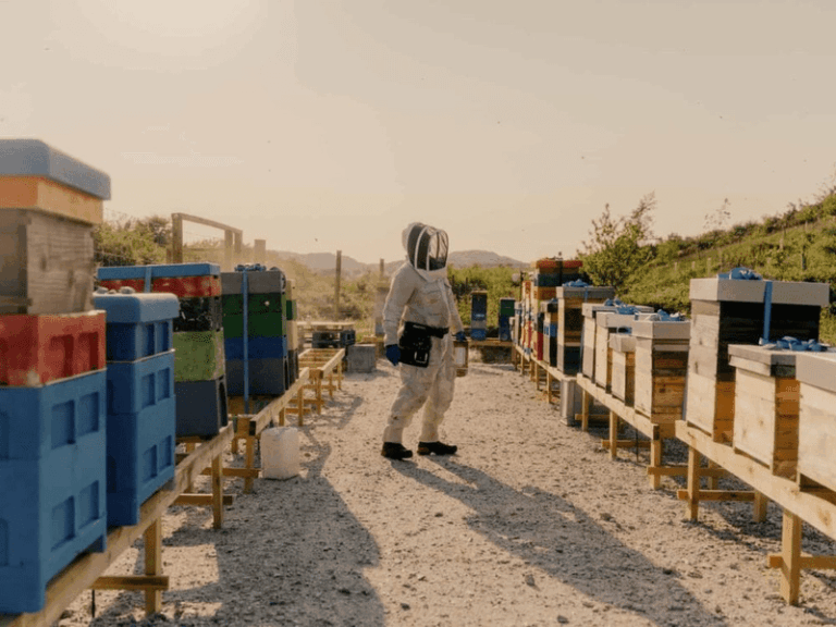 The Woman Who Rescues Bees: From Doomed Swarm To Thriving Hive Woman who rescues bees wearing a beekeeper’s protective gear