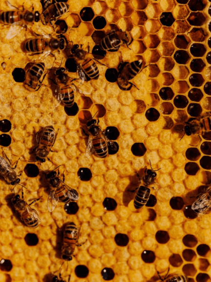 The Woman Who Rescues Bees: From Doomed Swarm To Thriving Hive Bee hive