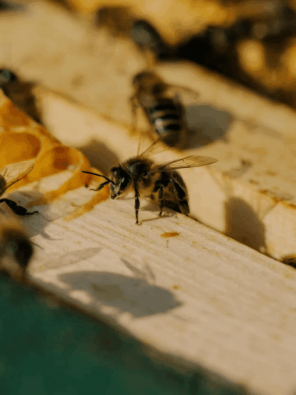 The Woman Who Rescues Bees: From Doomed Swarm To Thriving Hive Close up of bees