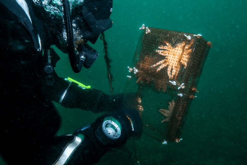 Scientists Discover Cause Of Starfish Die-Offs Diver looking at a sea star in the ocean
