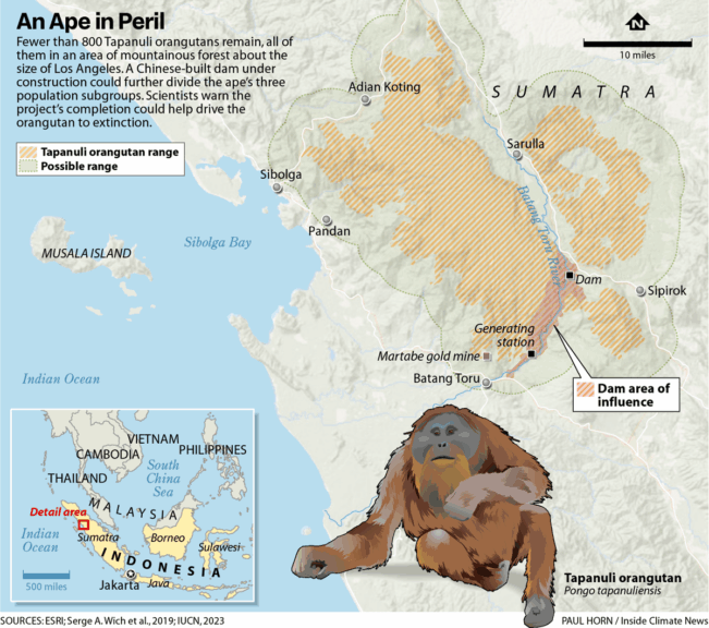 The Chinese Dam Threatening The Tapanuli Orangutan Map showing tapanuli orangutan location