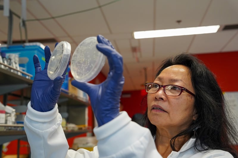 Scientists Discover Cause Of Starfish Die-Offs A female scientist looking at petri dishes