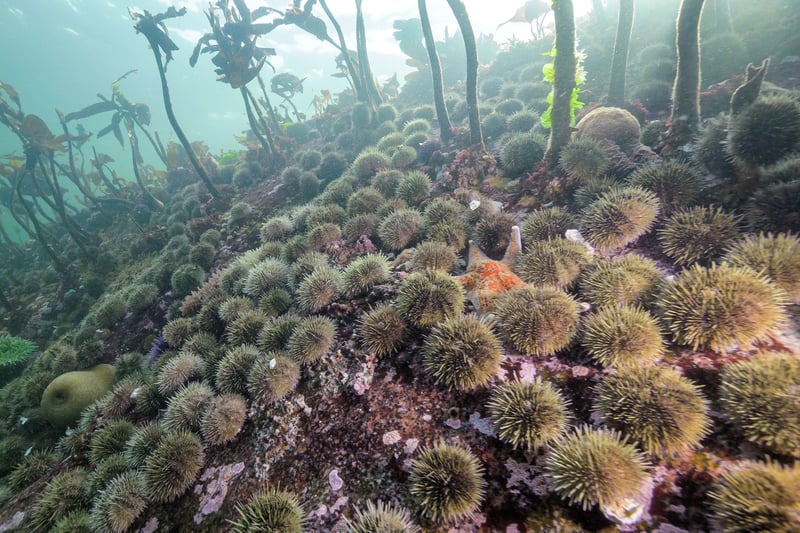 Scientists Discover Cause Of Starfish Die-Offs Huge group of sea urchins litter the ocean floor.
