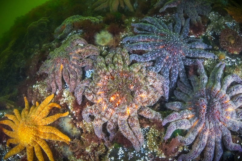 Scientists Discover Cause Of Starfish Die-Offs Sea star in a lab study
