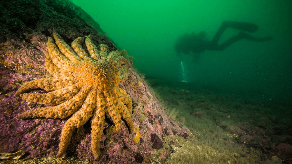 Scientists Discover Cause Of Starfish Die-Offs The sunflower sea star almost went extinct after the starfish die-offs hit their population.
