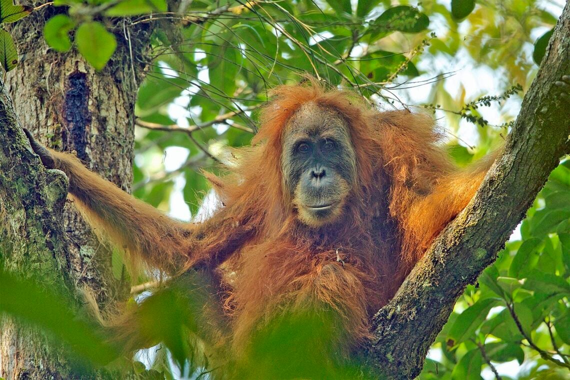 The Chinese Dam Threatening The Tapanuli Orangutan Photo of a female tapanuli orangutan in a tree