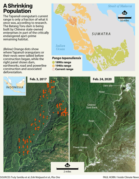 The Chinese Dam Threatening The Tapanuli Orangutan Infographic about the shrinking population of the tapanuli orangutan