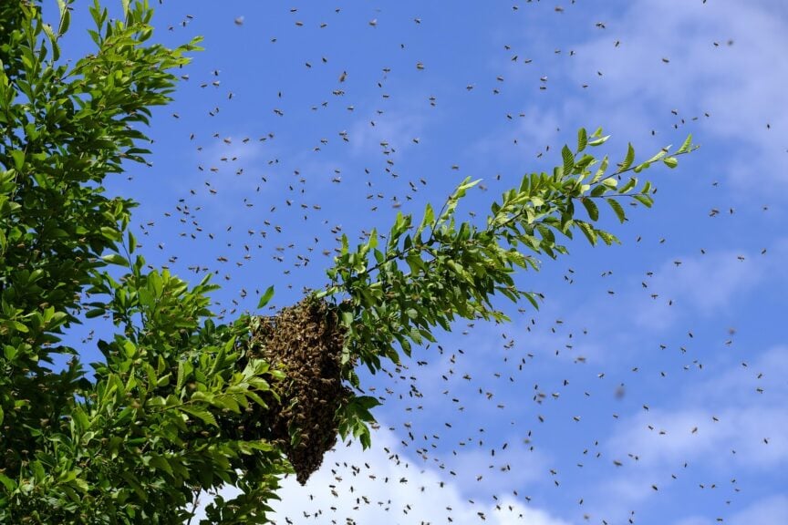 The Woman Who Rescues Bees: From Doomed Swarm To Thriving Hive Woman who rescues bees. Bees swarming around treetops with a hive on one of the tree branches.