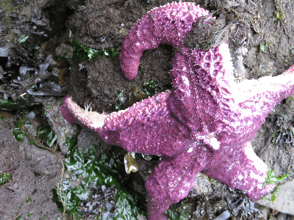 Scientists Discover Cause Of Starfish Die-Offs Starfish death on day 1
