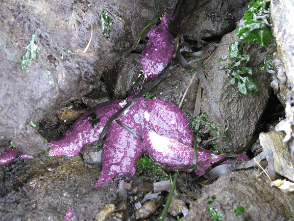 Scientists Discover Cause Of Starfish Die-Offs Dying starfish
