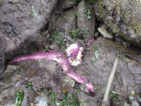 Scientists Discover Cause Of Starfish Die-Offs Dying starfish