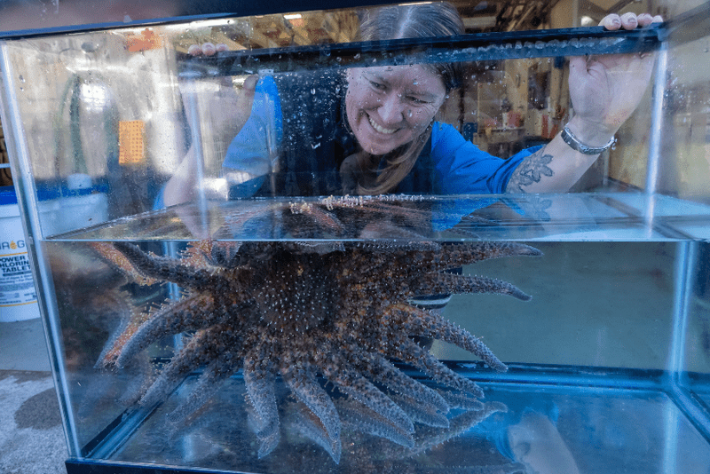 Scientists Discover Cause Of Starfish Die-Offs Woman smiling at a sunflower sea star in a tank.